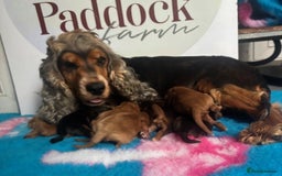 Cockapoo dogs for sale: ✨ Superb F1 Cockapoo pups ✨ - Image 10