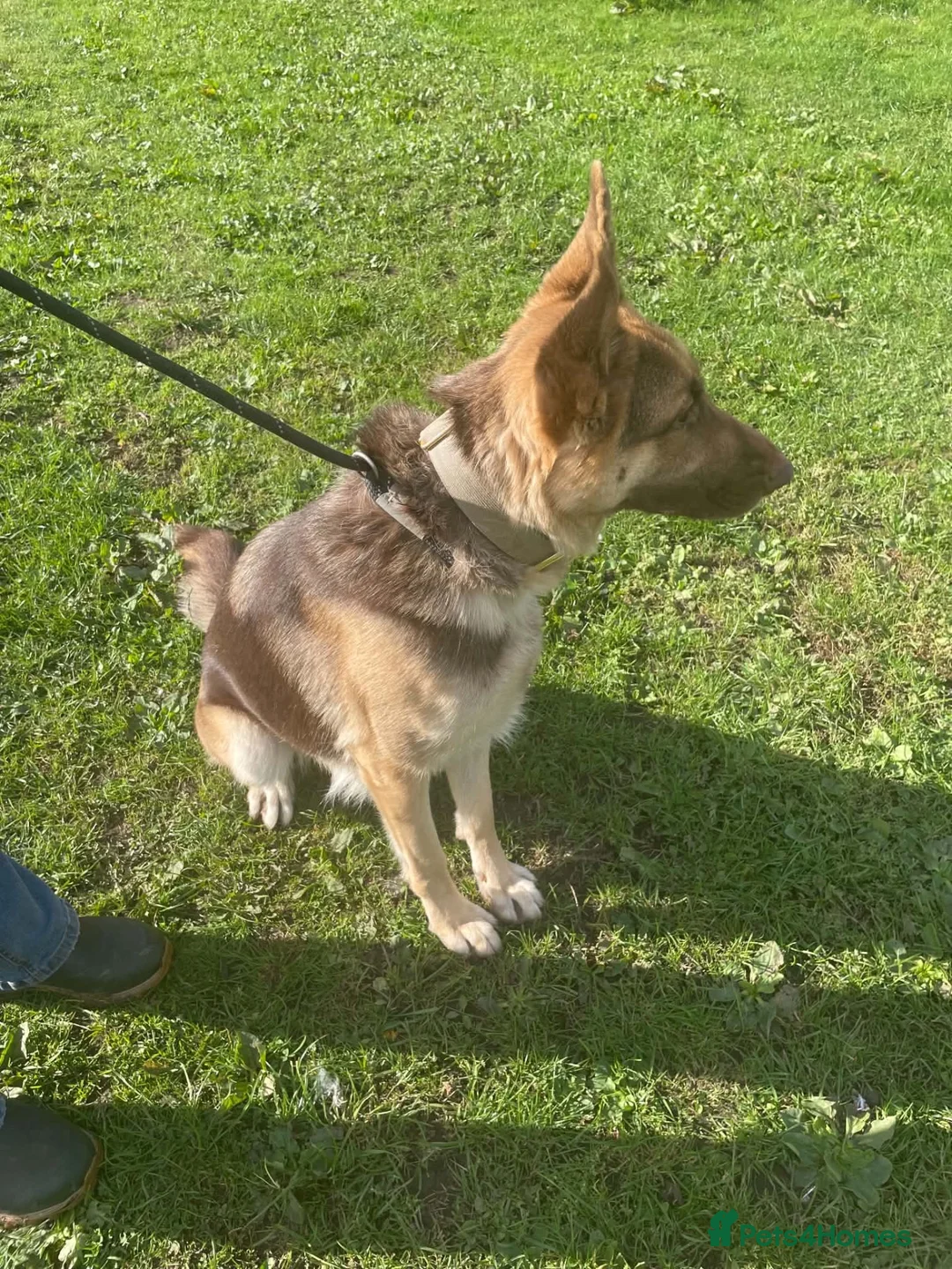 German Shepherd dogs for sale: German shepherd looking for knowledgable home - Advert 4