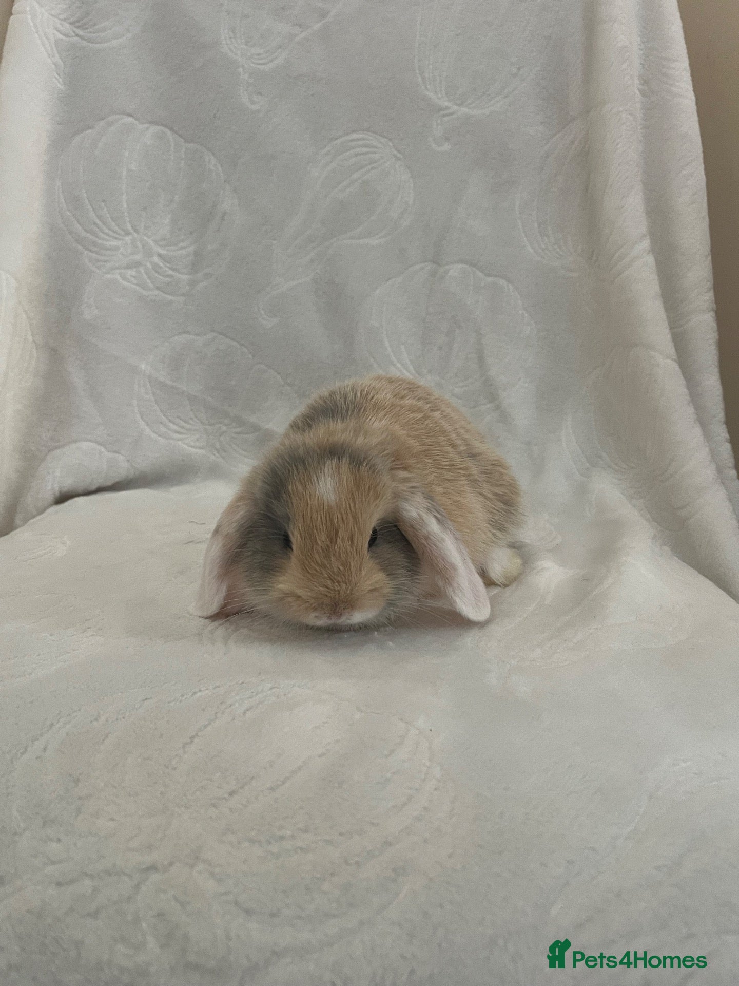 Mini Lop rabbits Mini Lops - Advert 2