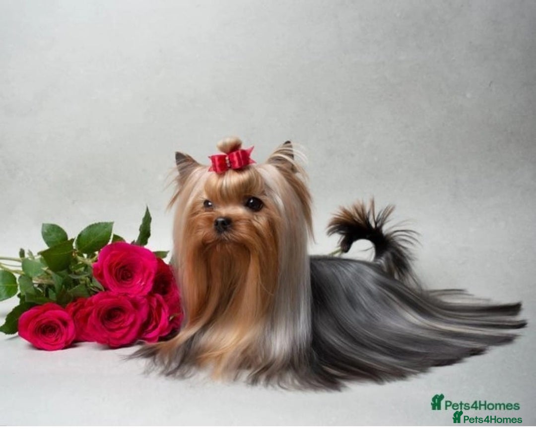 Yorkshire Terrier dogs for sale: 💝💝💝Both sides many champions 💝💝💝 in Leeds - Image 27