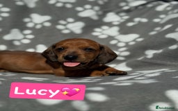 Miniature Dachshund dogs for sale: Miniature dachshund  - Image 4