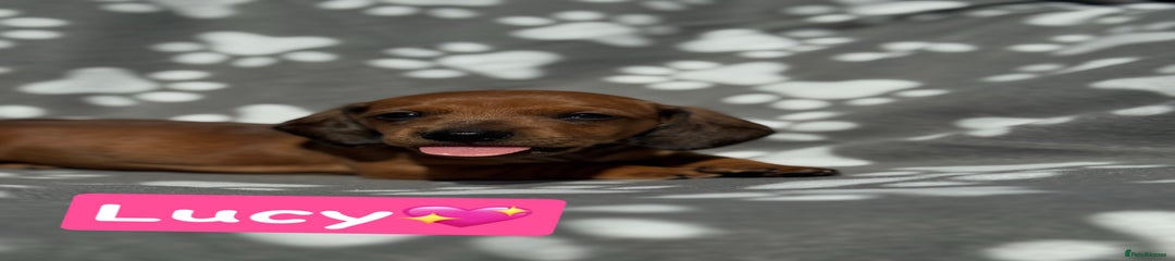 Miniature Dachshund Puppy 4