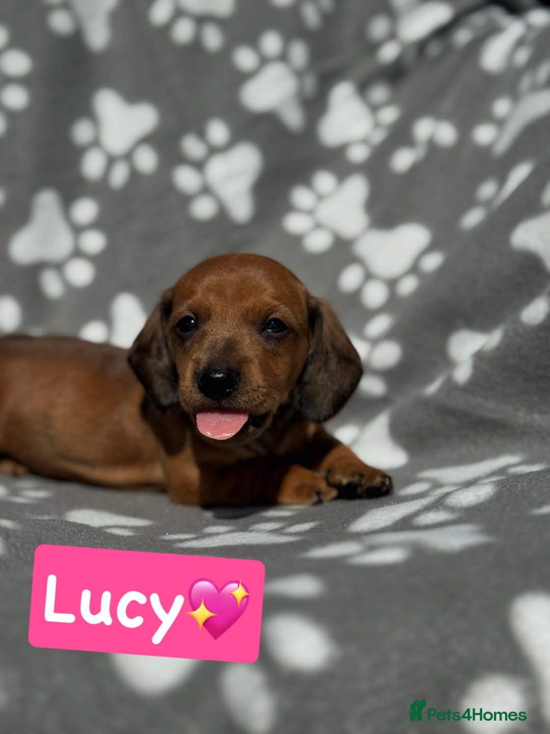 Miniature Dachshund dogs for sale: Miniature dachshund  - Image 4