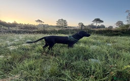 Labrador Retriever dogs for sale: Labrador male - 8 months  - Image 7
