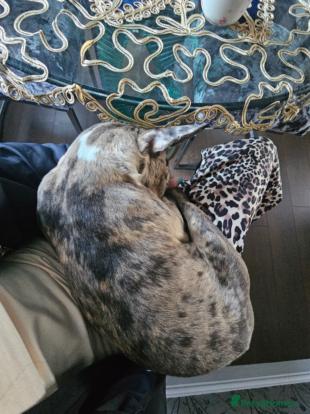 Miniature Bull terrier dogs for sale: Merle miniature english bull terrier  - Advert 5