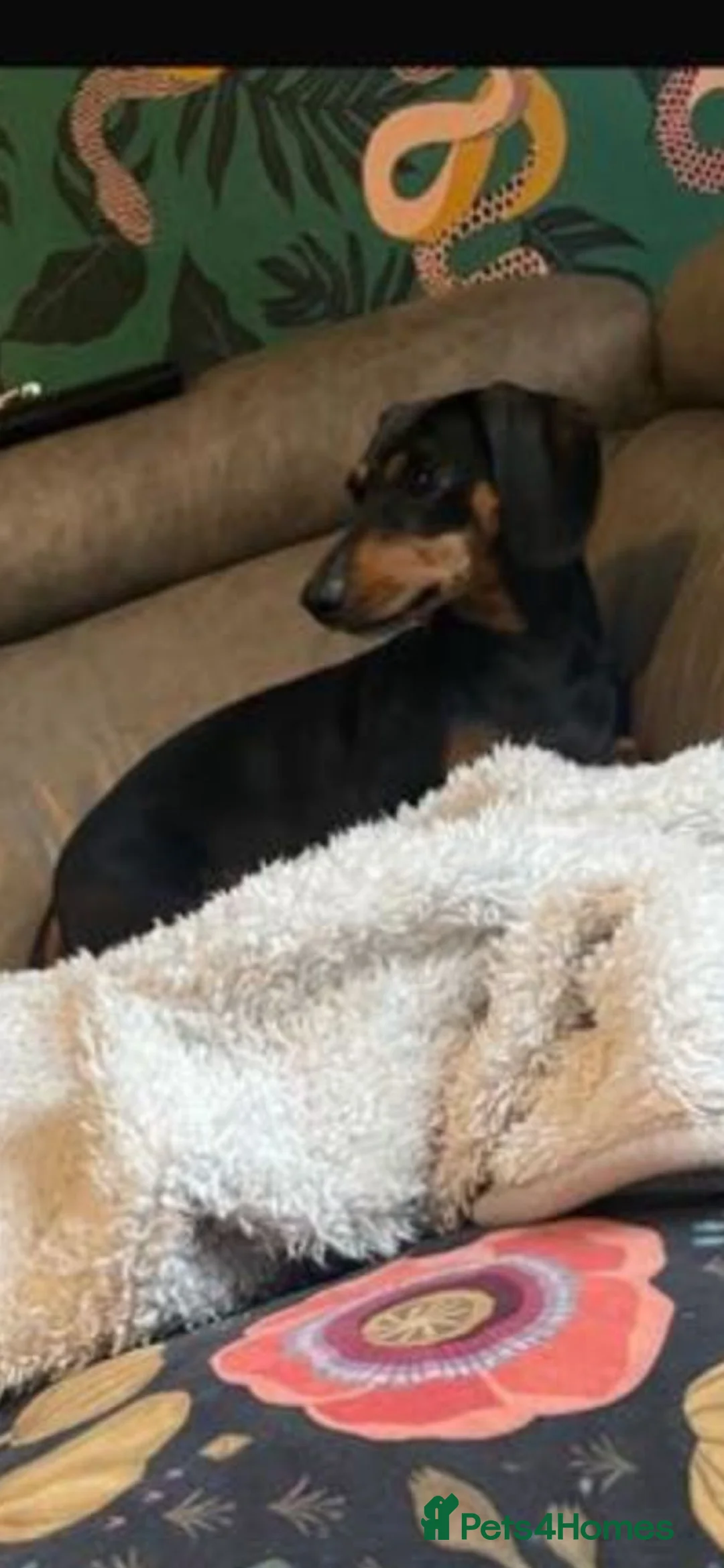 Dachshund dogs for sale: Dachshund puppies  - Advert 2