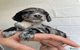 Cockapoo dogs for sale: Adorable Cockerpoo Puppies Ready - Image 7