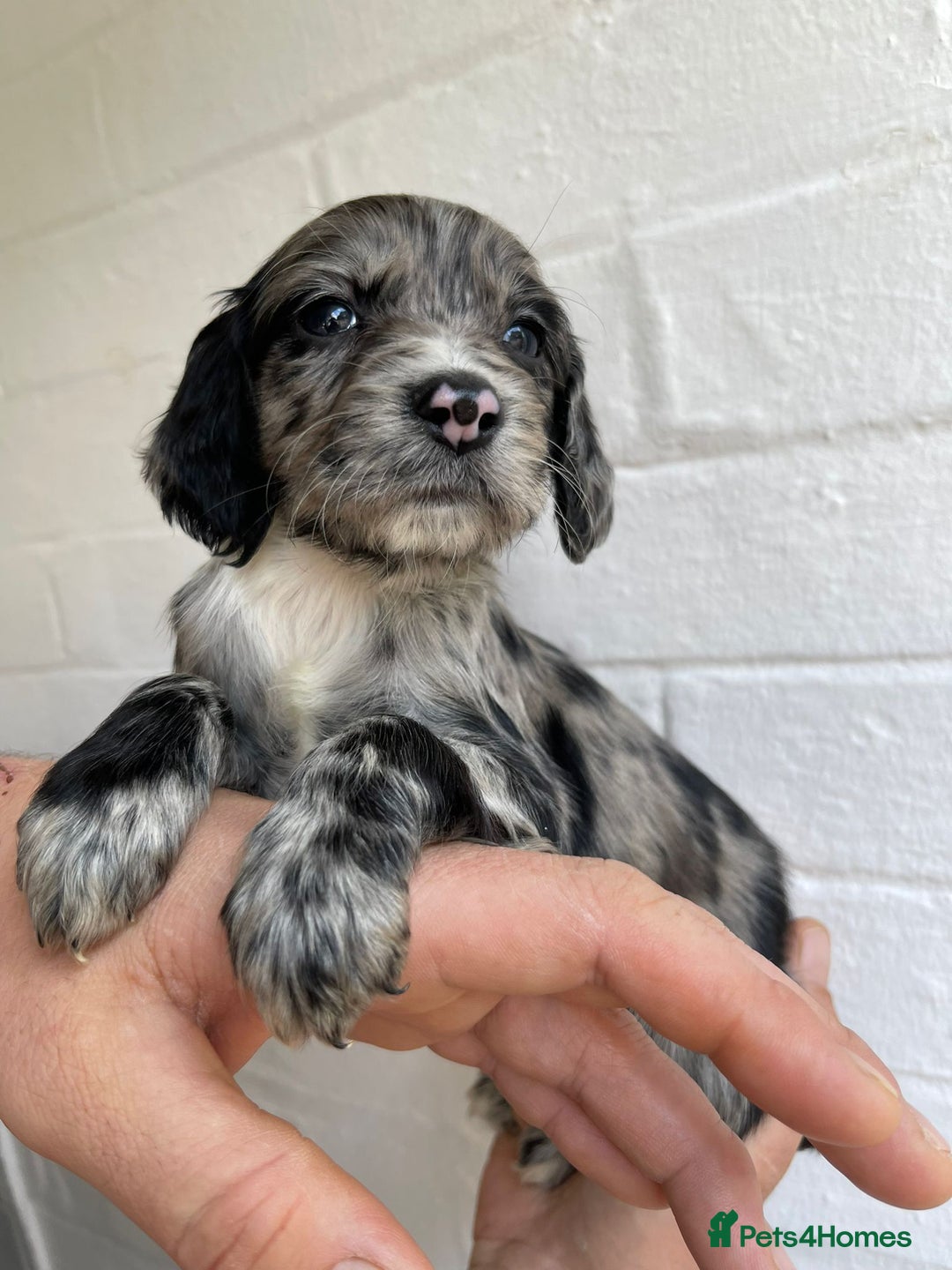 Cockapoo dogs for sale: Adorable Cockerpoo Puppies Ready - Image 7