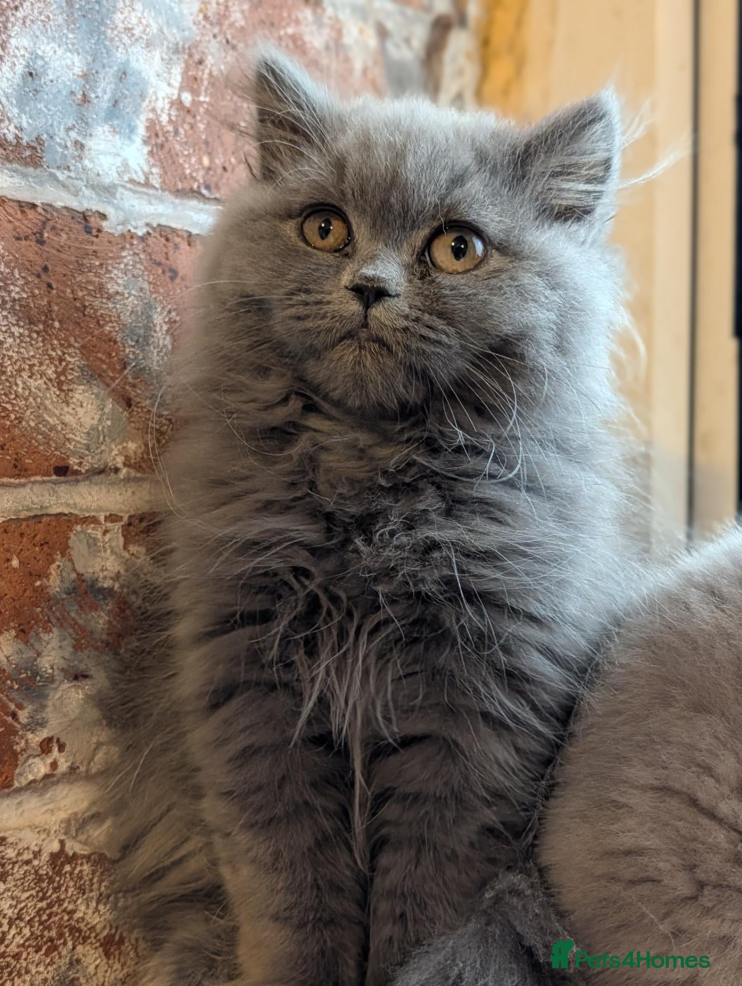 British Longhair cats Ready! British longhair Male! - Advert 13