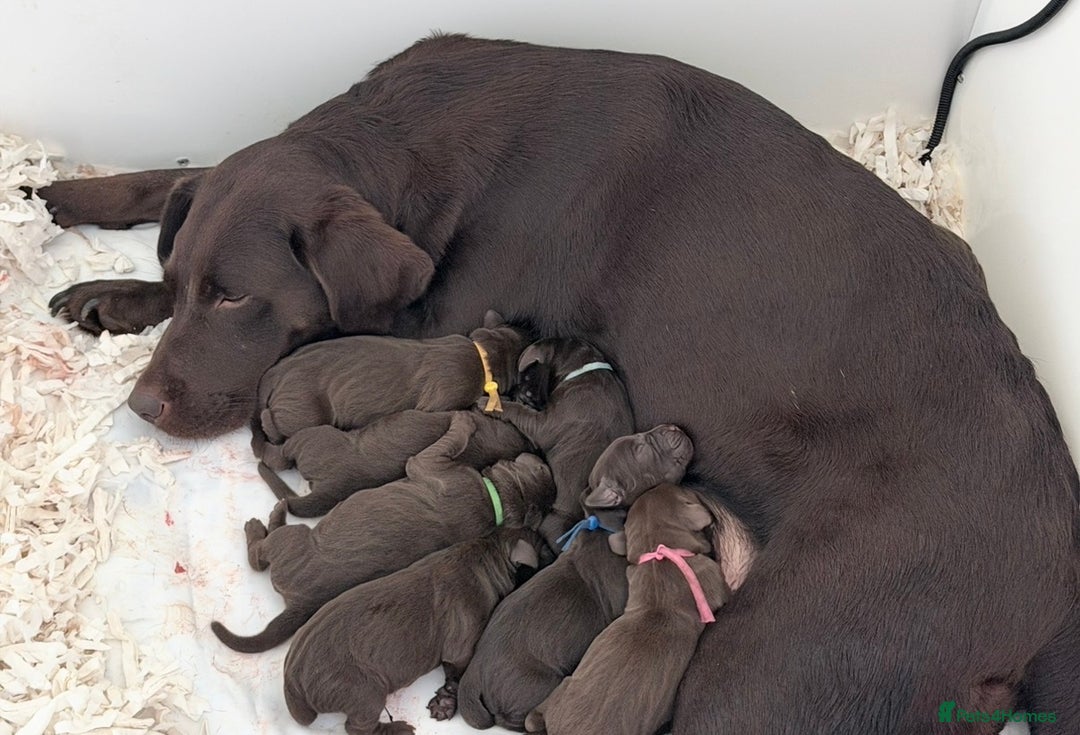 Labrador Retriever dogs for sale: Outstanding fully health tested chocolates  - Image 4