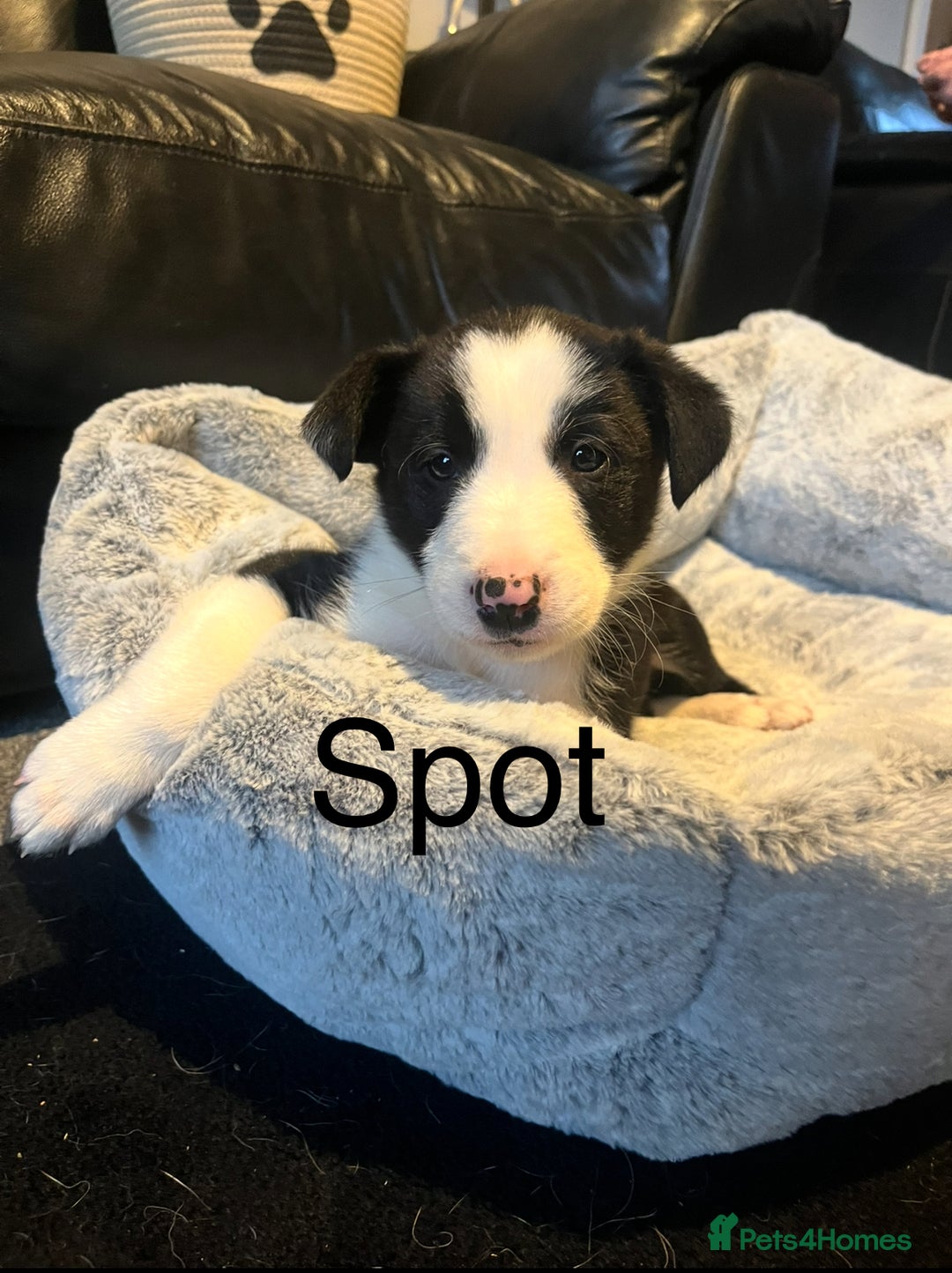 Border Collie dogs for sale: Lovely litter of 6 border collie puppies - Advert 10