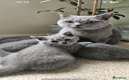 British Shorthair cats for sale: Beautiful Pedigree British short hair kittens🐈 in Buckhurst Hill - Image 18