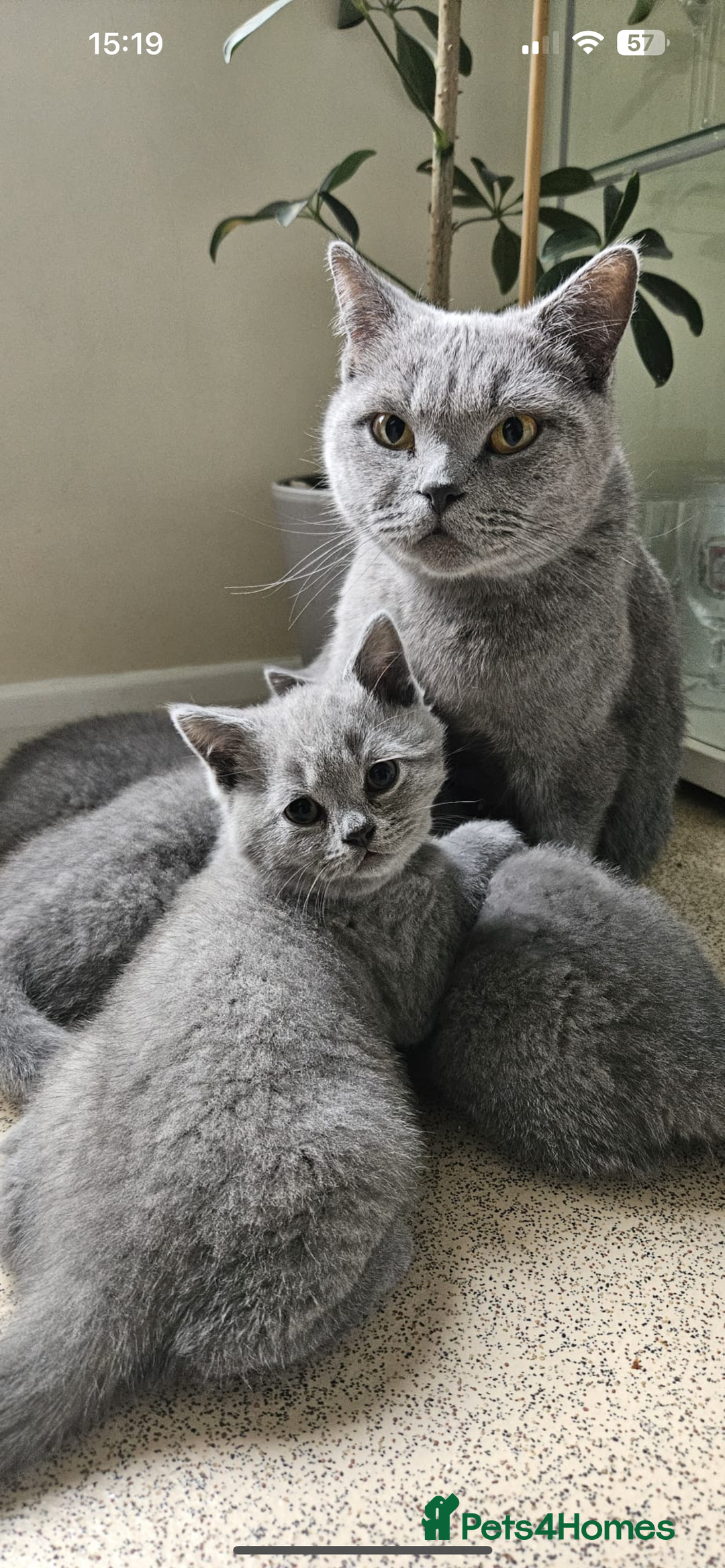 British Shorthair cats for sale: Beautiful Pedigree British short hair kittens🐈 in Buckhurst Hill - Image 18