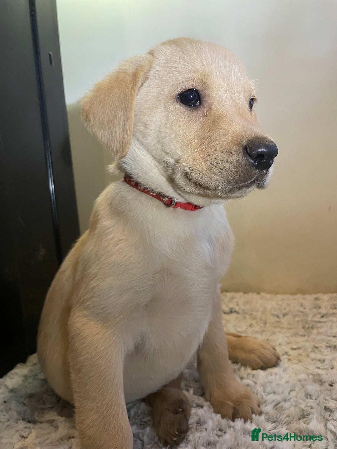 Labrador Retriever dogs for sale: Reduced to 1200 Ready to go now   - Advert 15