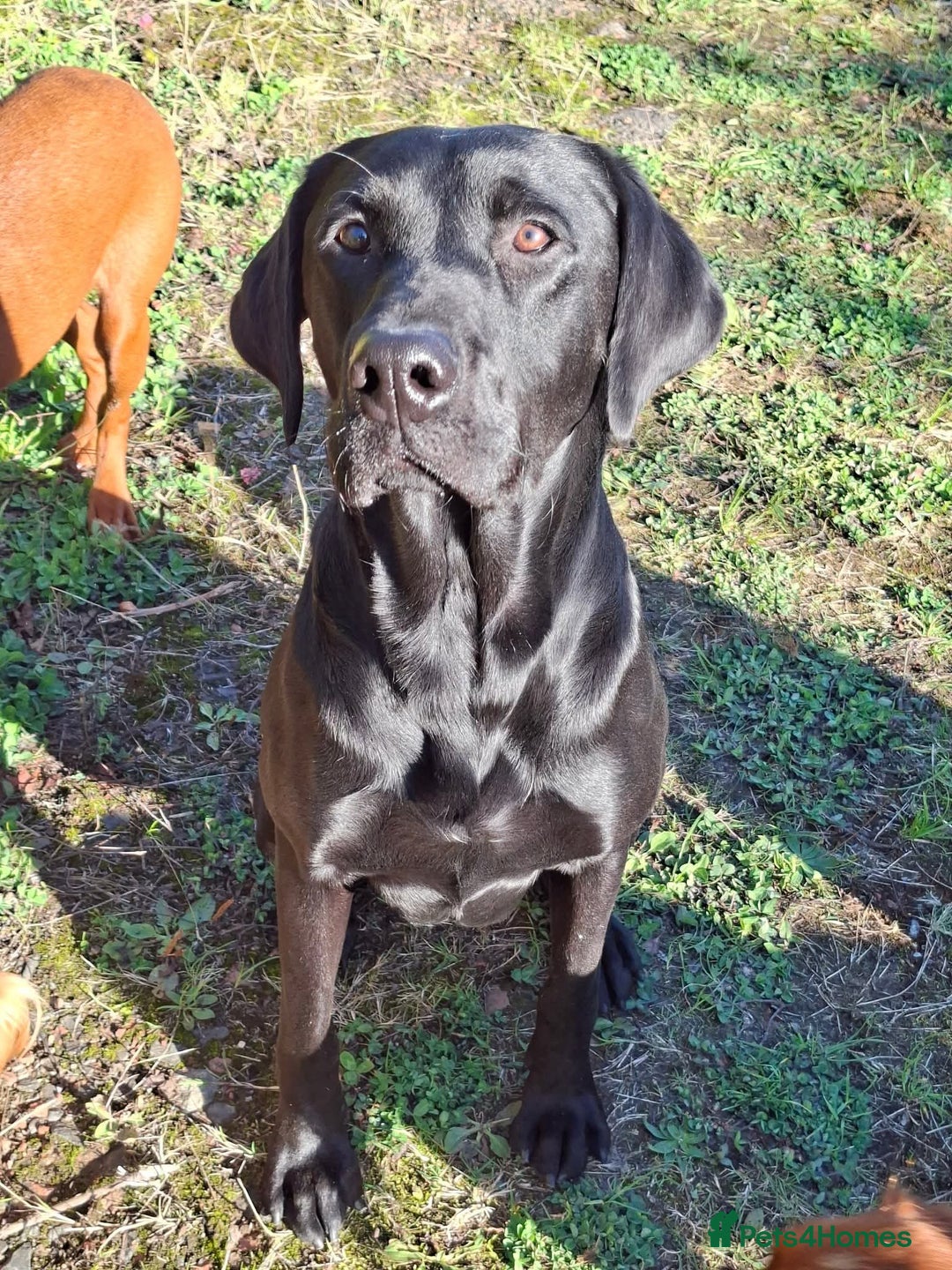 Labrador Retriever dogs for sale: Labrador Retriever litter - Advert 2