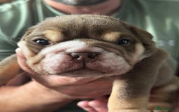 English Bulldog dogs for sale: Bulldog puppy’s  - Image 8
