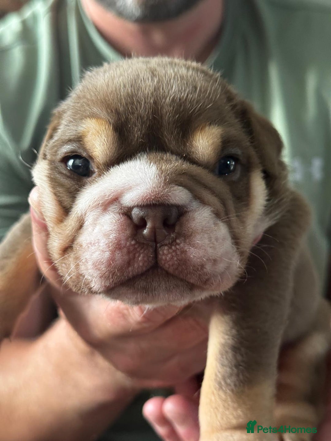 English Bulldog dogs for sale: Bulldog puppy’s  - Image 8
