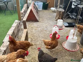 Chickens poultry 8 Laying Chickens - Advert 5