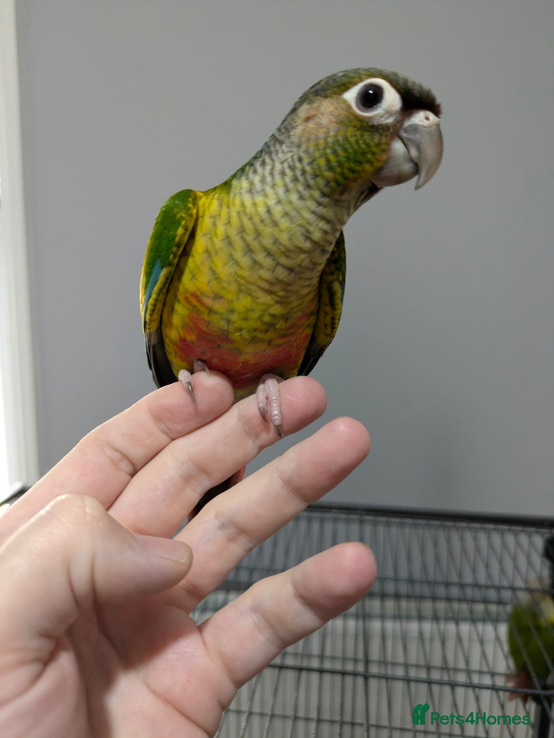 Conures birds for sale: Hand-reared baby conures - Image 4