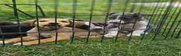 Mixed Breed dogs for sale: Stunning Kelpie lurchers  - Advert 3
