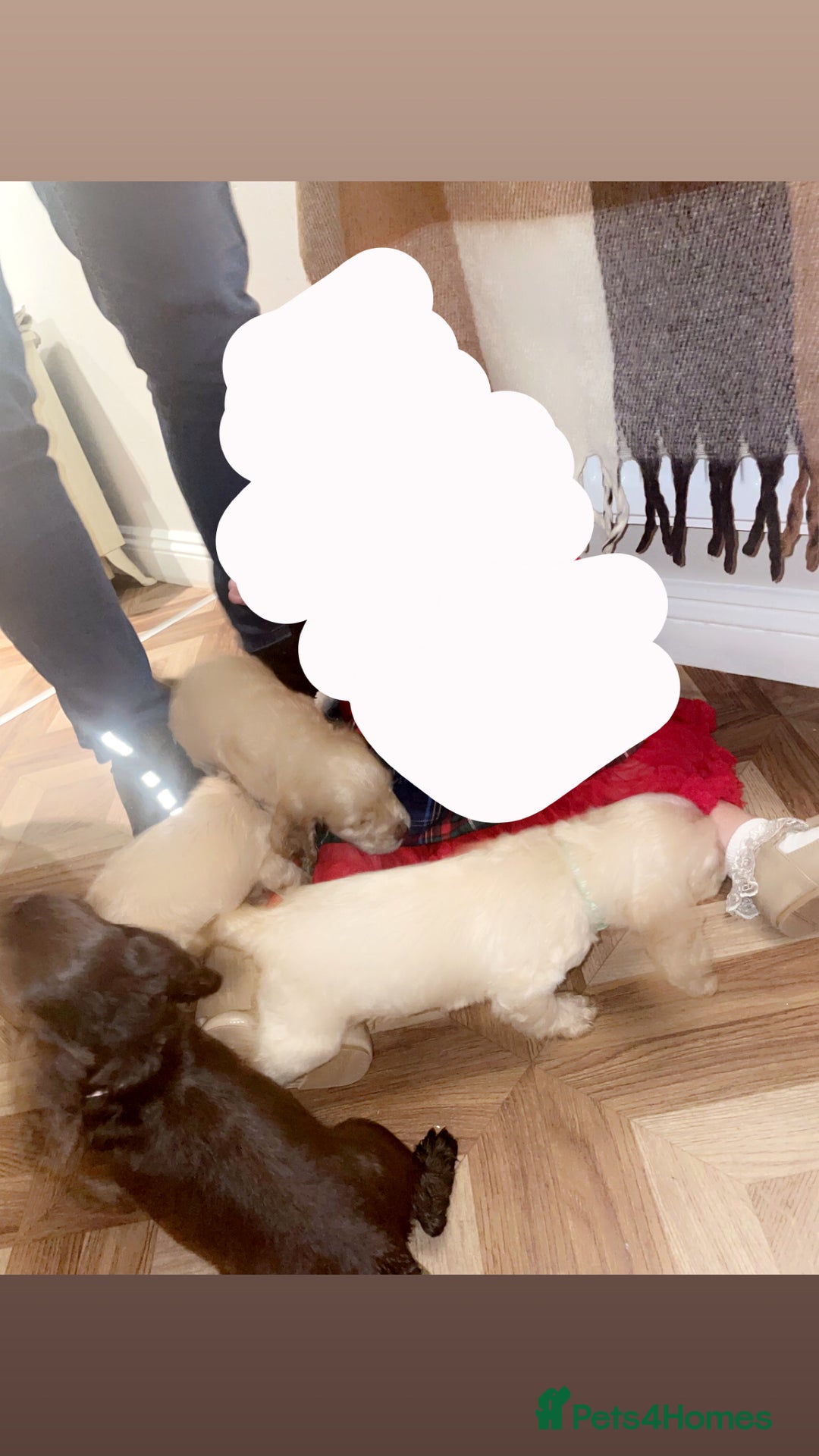 Cocker Spaniel dogs for sale: Cockerspaniel puppys Ready now!!! - Advert 18