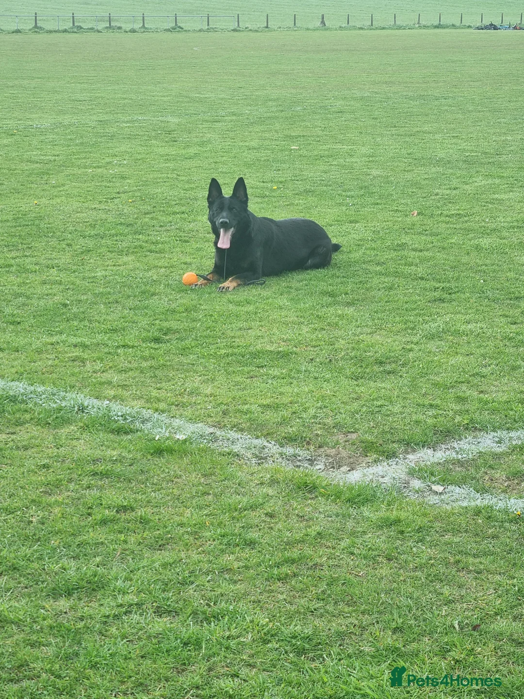 German Shepherd dogs for sale: Female german shepherd  - Advert 2