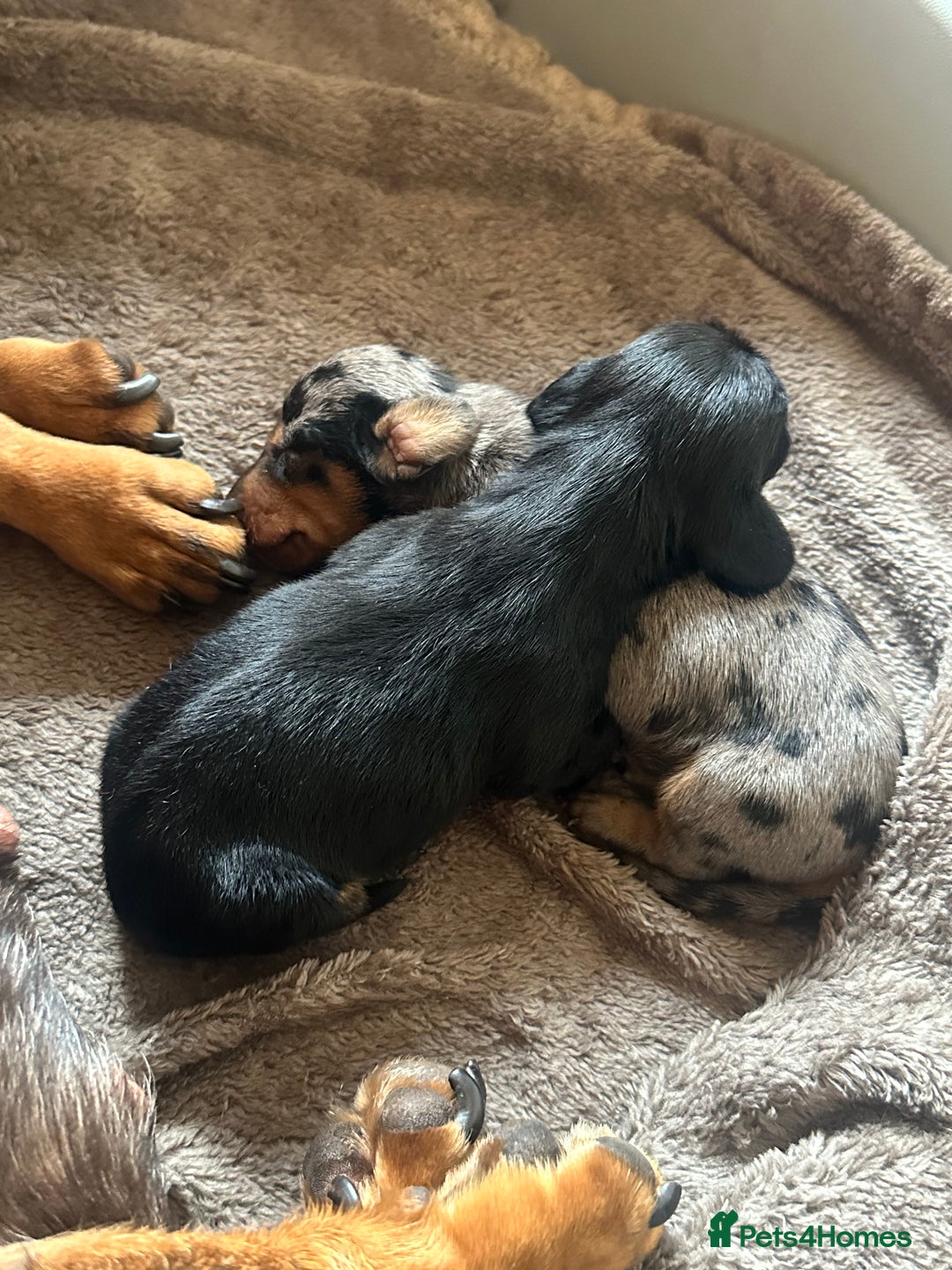 Miniature Dachshund dogs for sale: Ready Soon - Gorgeous KC Reg. Miniature Dachshund - Advert 21