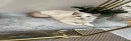 Ragdoll cats for sale: Tica registeredChampion breed Ragdoll kittens - Advert 8