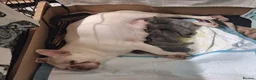 French Bulldog dogs for sale: Beautiful blue french Bulldogs - Advert 8