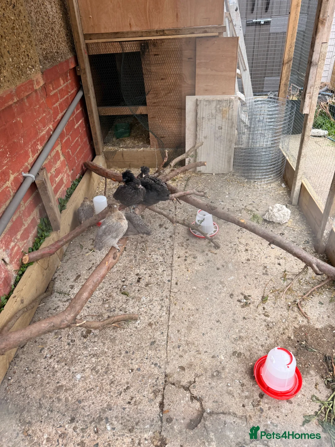 Chickens poultry for sale: Chickens in Greenford - Advert 1