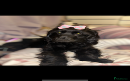 Cockapoo dogs for sale: Cockapoo puppies ready to reserve. - Advert 1