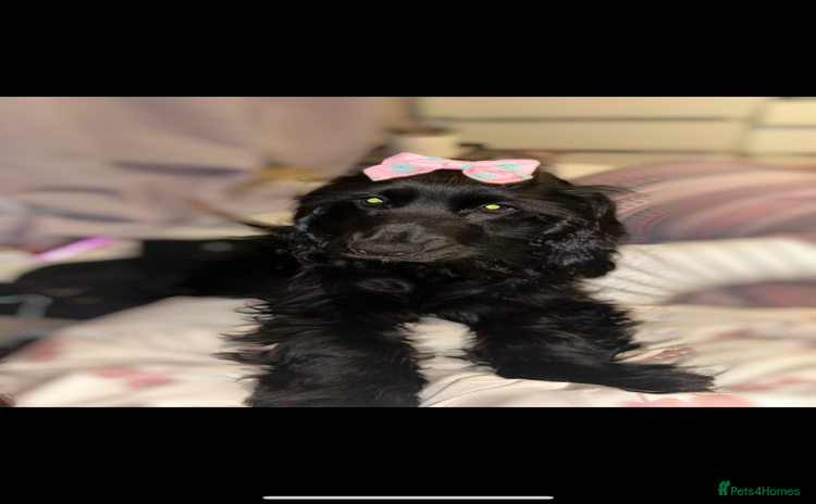 Cockapoo dogs Cockapoo puppies ready to reserve. - Advert 1