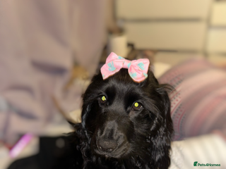 Cockapoo dogs Cockapoo puppies ready to reserve. - Advert 1