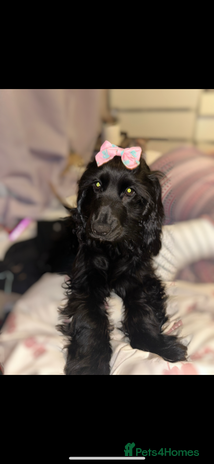 Cockapoo dogs Cockapoo puppies ready to reserve. - Advert 4