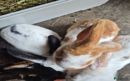 Mini Lop rabbits for sale: Mini Lop Mix  - Image 7
