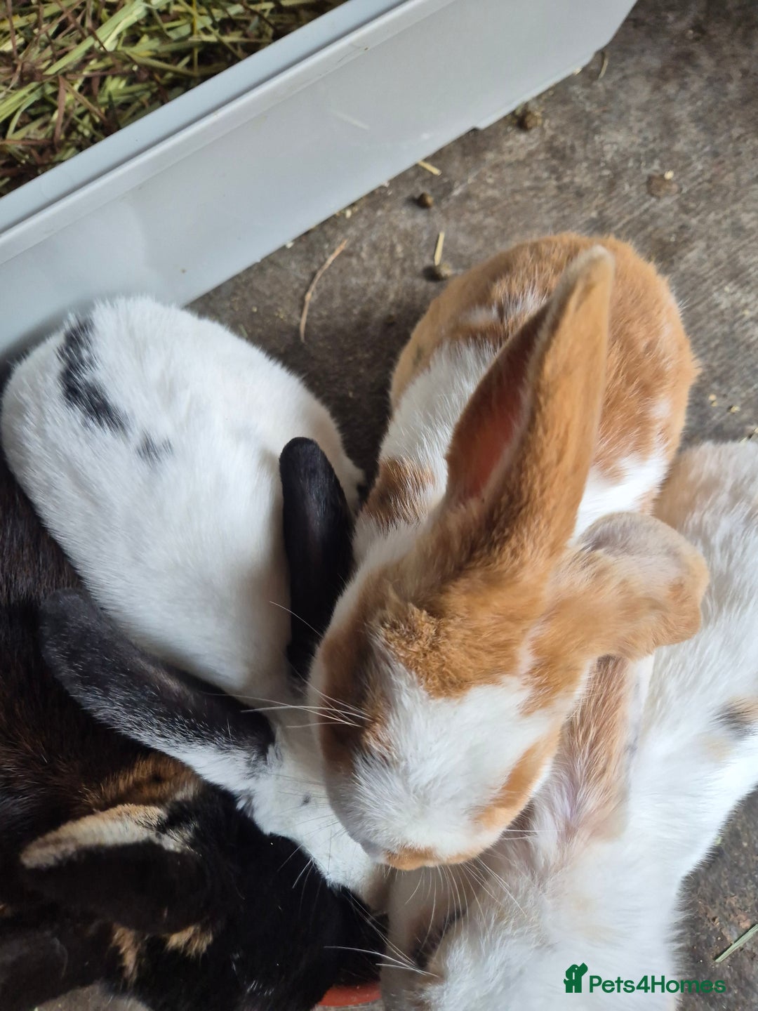 Mini Lop rabbits for sale: Mini Lop Mix  - Image 7