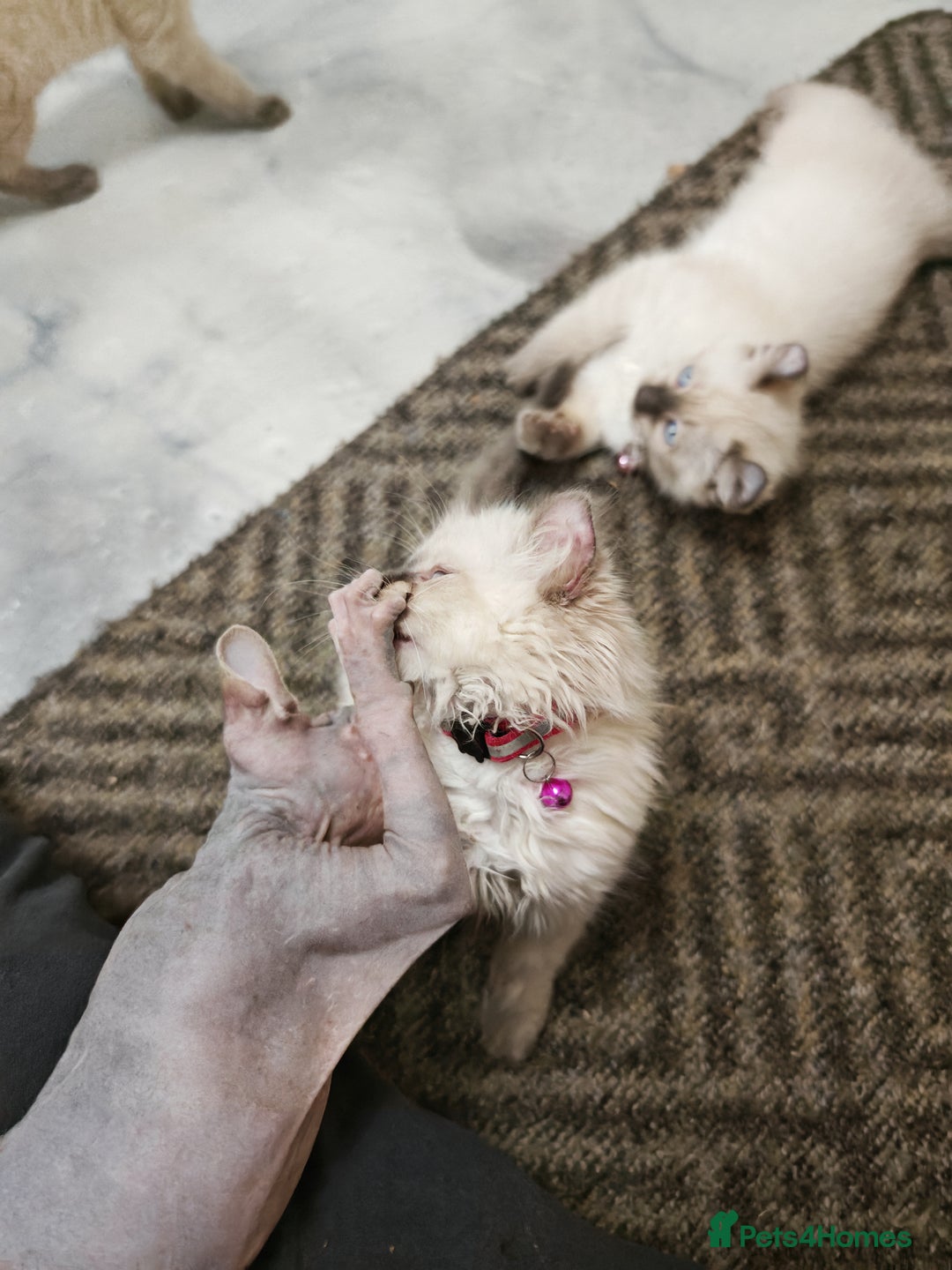 American Curl cats for sale: RARE, Unique, Affectionate American Curl Kittens!  - Advert 9