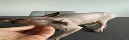 Sphynx cats for sale: All - sphynx boy - Advert 6