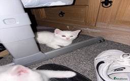 Mixed Breed cats for sale: 3 kitten for sale - Image 4