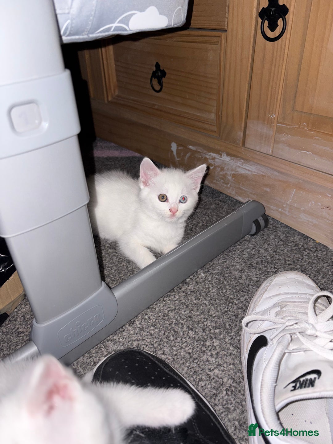 Mixed Breed cats for sale: 3 kitten for sale - Image 4