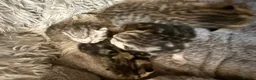 Exotic cats for sale: Exotic Shorthair Cross Kittens - Advert 28