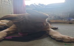 Mixed Breed dogs for sale: Belgian Malinois X Shar-pei puppies  - Advert 22