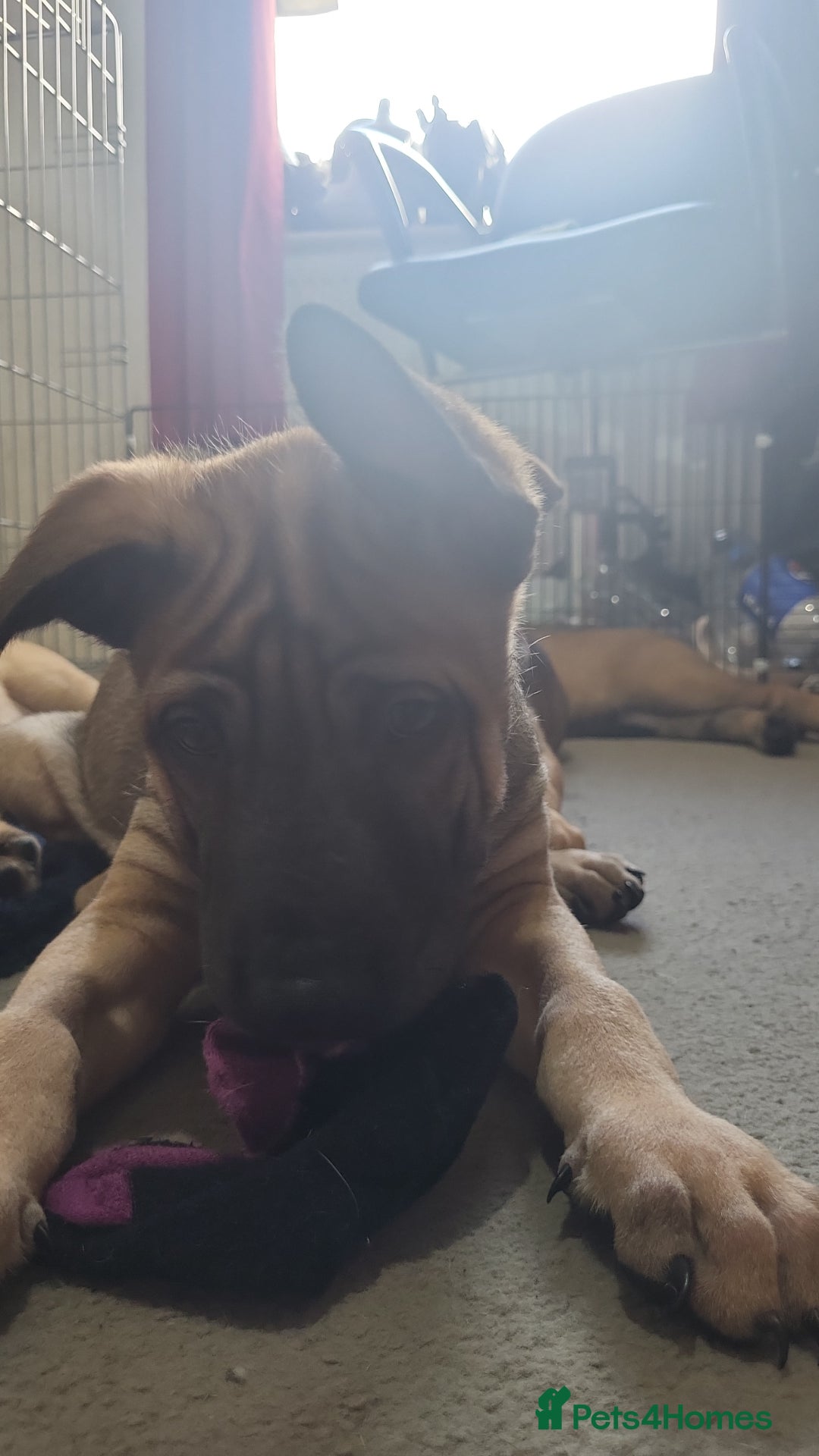 Mixed Breed dogs for sale: Belgian Malinois X Shar-pei puppies  - Advert 22