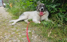 Mixed Breed dogs for adoption: Beautiful and Gentle HEIDI - for a Loving Home - Image 18