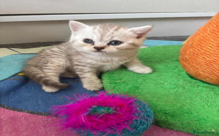 British Shorthair cats - Advert 1