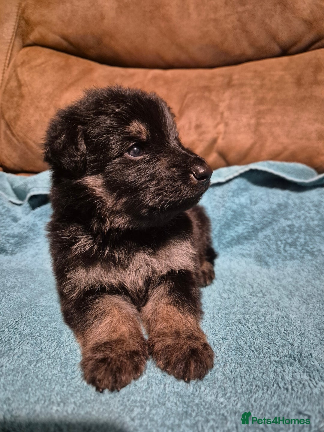 German Shepherd dogs for sale: KC German Shepherd Puppies Blue, White & Black/Tan - Image 18