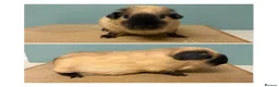 Guinea Pig rodents for sale: Californian Females - Advert 1