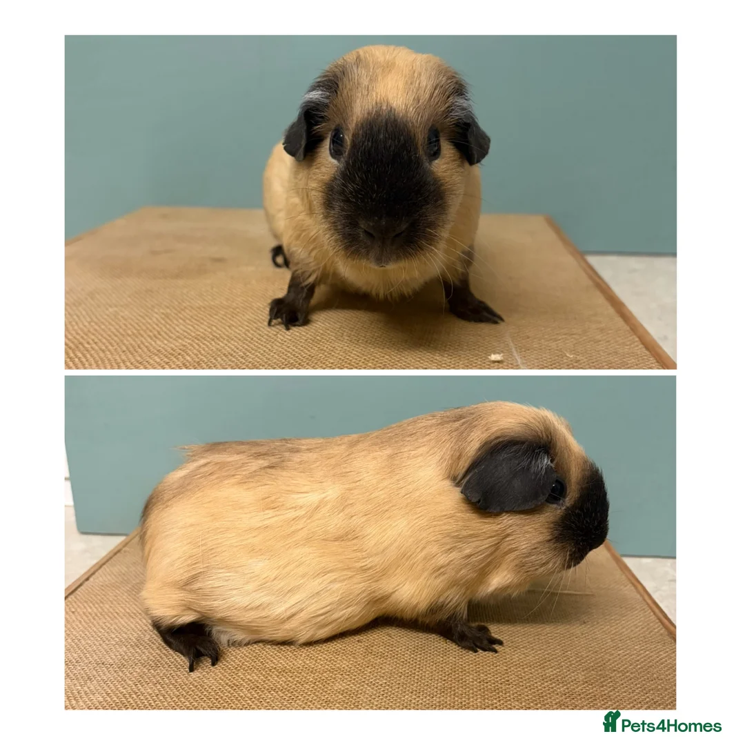 Guinea Pig rodents for sale: Californian Females - Advert 1
