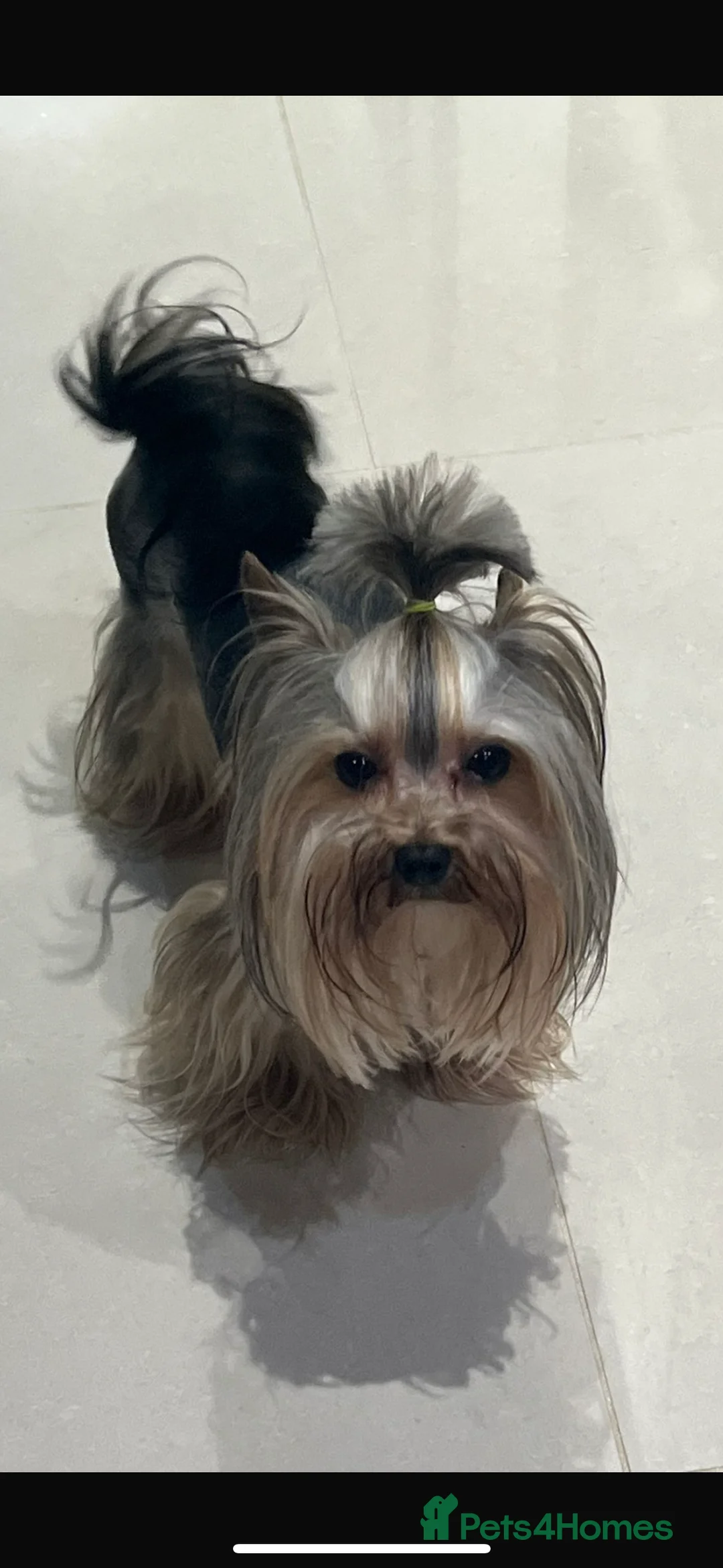 Yorkshire Terrier dogs for stud: The small stud dog 2kg in Romford - Advert 15
