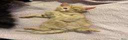 Mixed Breed cats for sale: 3 Playful & Sociable Ginger Kittens   - Advert 7